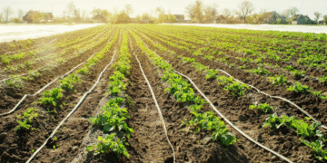 How farmers use technology to save water