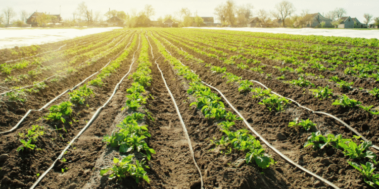 How farmers use technology to save water