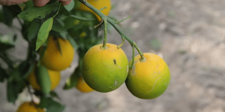 Cheap, Effective Way To Fight Citrus Greening