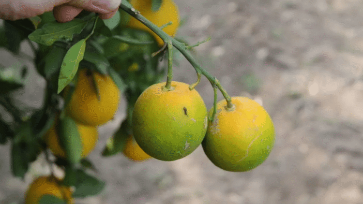 Cheap, Effective Way To Fight Citrus Greening