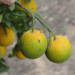 Cheap, Effective Way To Fight Citrus Greening