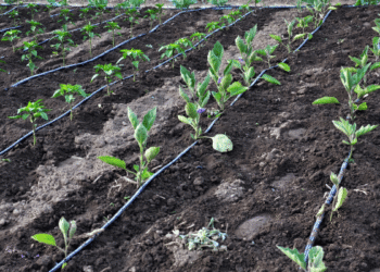 Most effective and efficient irrigation systems in agriculture