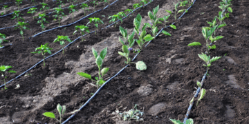 Most effective and efficient irrigation systems in agriculture