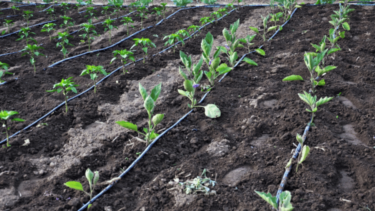 Most effective and efficient irrigation systems in agriculture