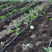 Most effective and efficient irrigation systems in agriculture
