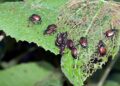 What-is-Integrated-Pest-Management-IPM-and-Can-It-Save-Farmers-Money-Agrotech-Daily