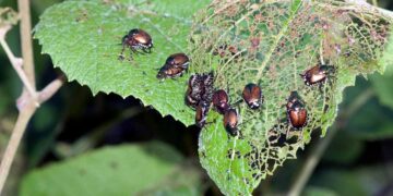 What-is-Integrated-Pest-Management-IPM-and-Can-It-Save-Farmers-Money-Agrotech-Daily