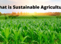 What is Sustainable Agriculture