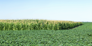 Yields On Corn vs Soybeans