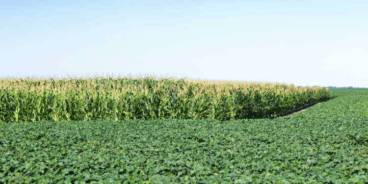 Yields On Corn vs Soybeans