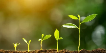 Photosynthesis in Plants by Treating Them with Light