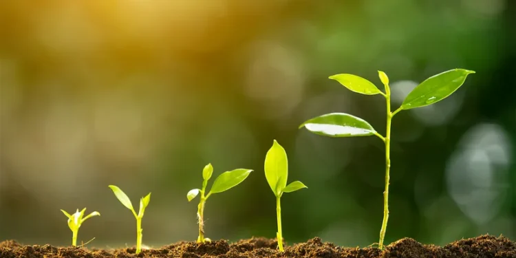 Photosynthesis in Plants by Treating Them with Light