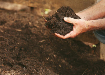 To Improve Soils Without Boring Fertilizers