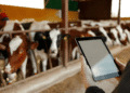 Livestock management and digital animal health