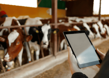 Livestock management and digital animal health