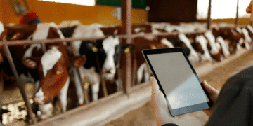 Livestock management and digital animal health