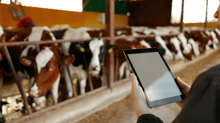 Livestock management and digital animal health
