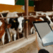 Livestock management and digital animal health