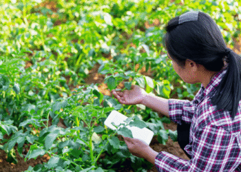 Precision agriculture and data-driven farming