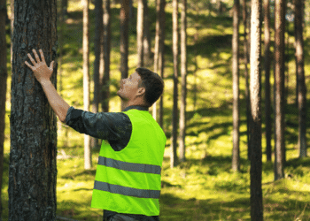 Precision forestry and sustainable forest management