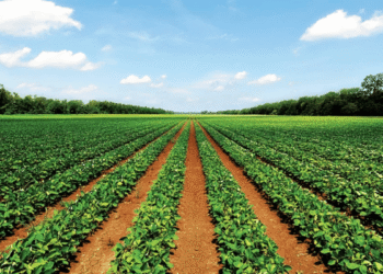 Agricultural diversification and niche crops1