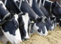Agrotech-for-improving-animal welfare-agrotechdaily