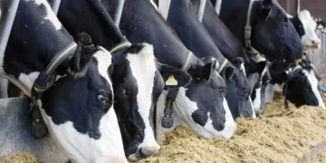 Agrotech-for-improving-animal welfare-agrotechdaily