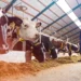 Livestock-Management-and-Monitoring-agrotechdaily