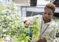 The-Future-of-Marijuana-Might-Be-Growing-in-a-Lab-agrotechdaily