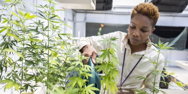 The-Future-of-Marijuana-Might-Be-Growing-in-a-Lab-agrotechdaily