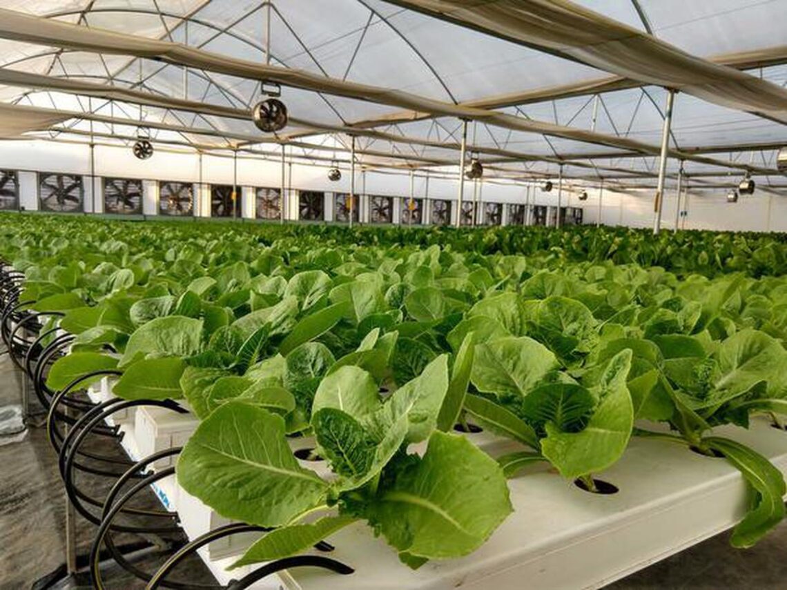 The Future Of Hydroponics And Aquaponics - The Agrotech Daily