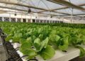 The-future-of-hydroponics-and-aquaponics-agrotechdaily
