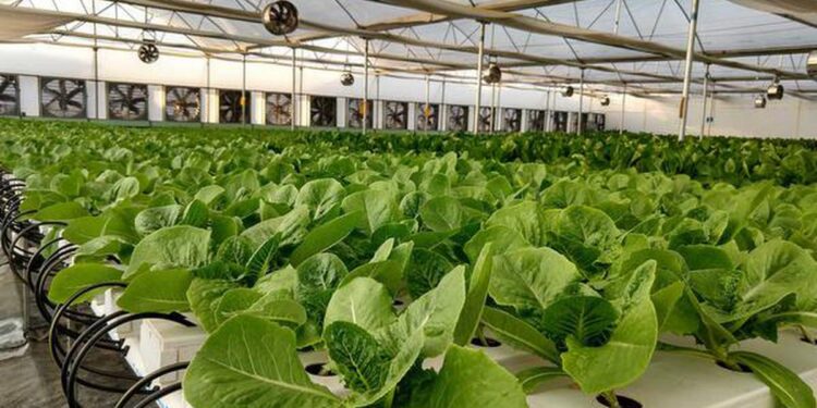 The-future-of-hydroponics-and-aquaponics-agrotechdaily