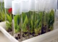 crop-breeding-and-genetic-engineering-agrotechdaily