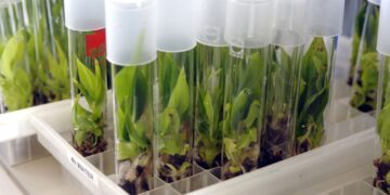 crop-breeding-and-genetic-engineering-agrotechdaily