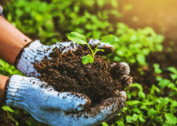 green-manures-nurturing-soil-health