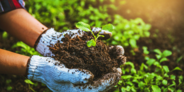 green-manures-nurturing-soil-health