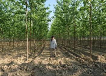 The-benefits-of-agroforestry-and-how-to-incorporate-trees-into-your-farming-operation-theagrotechdaily