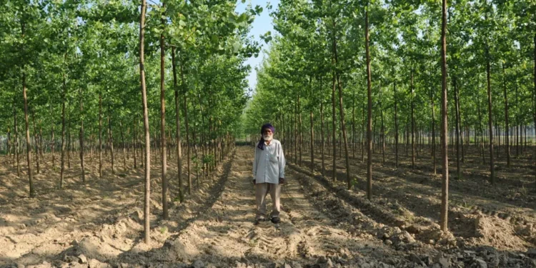 The-benefits-of-agroforestry-and-how-to-incorporate-trees-into-your-farming-operation-theagrotechdaily