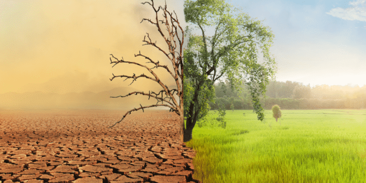 The impact of climate change on agriculture, and how farmers can adapt to changing weather patterns