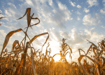 The latest trends and developments in agrotech, and how they are changing the face of modern agriculture