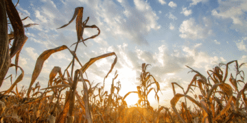 The latest trends and developments in agrotech, and how they are changing the face of modern agriculture