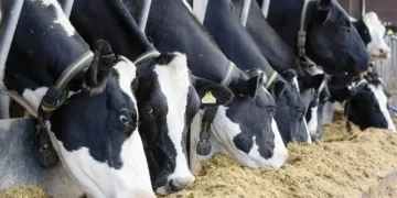 The-role-of-livestock-in-sustainable-agriculture-and-how-to-manage-a-successful-animal-husbandry-operation-theagrotechdaily
