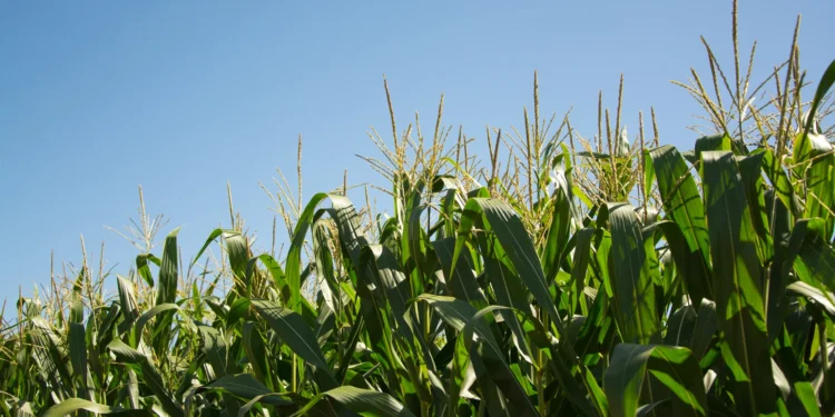 Tips-for-maximizing-crop-yields-including-the-best-fertilizer-and-irrigation-techniques-theagrotechdaily