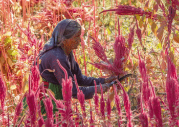 Ancient Amaranth The Resilient Health Trend Endorsed by History