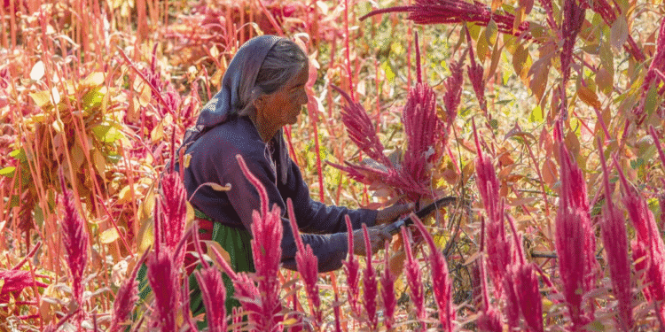 Ancient Amaranth The Resilient Health Trend Endorsed by History