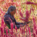 Ancient Amaranth The Resilient Health Trend Endorsed by History