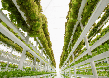 Innovations in Vertical Farming and Sustainable Urban Agriculture