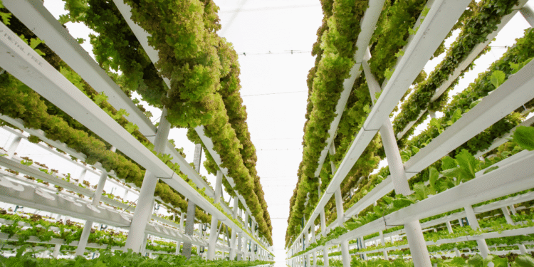 Innovations in Vertical Farming and Sustainable Urban Agriculture
