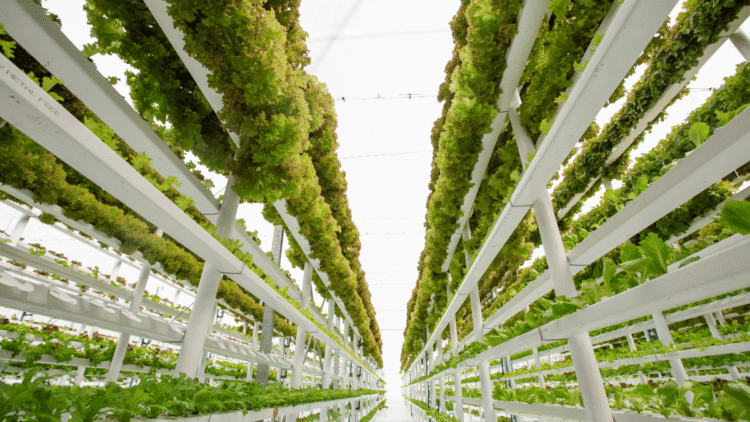 Innovations in Vertical Farming and Sustainable Urban Agriculture